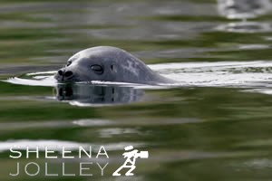 Common Seal  pup  nursing  Bantry Bay  Glengarriff Harbour  co Cork  Ireland  photograph Common Seal Nursing Pup.jpg Common Seal Nursing Pup.jpg Common Seal Nursing Pup.jpg Common Seal Nursing Pup.jpg